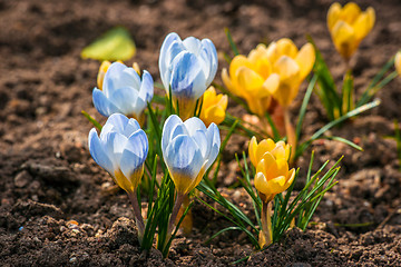 Image showing Close-up pf crocus flowers in the garden