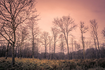 Image showing Forest at dawn in the autumn