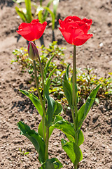 Image showing Two red tulip flowers