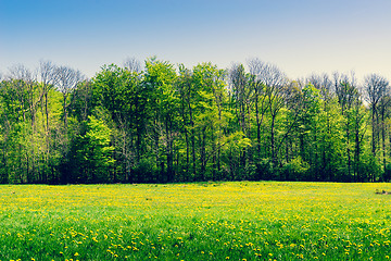 Image showing Green trees on a field with dandelions