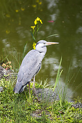 Image showing Grey heron 