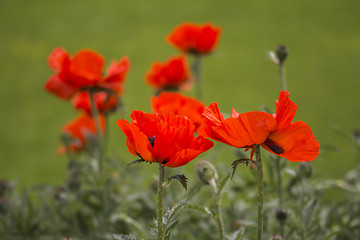 Image showing Red poppies Papaveraceae 