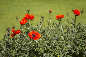 Image showing Red poppies Papaveraceae 