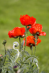 Image showing Red poppies Papaveraceae 