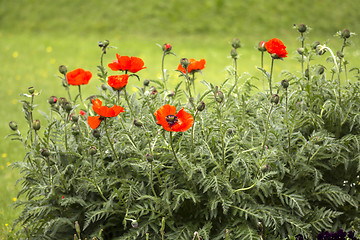 Image showing Red poppies Papaveraceae 