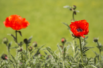 Image showing Red poppies Papaveraceae 