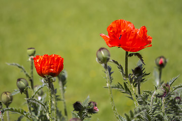 Image showing Red poppies Papaveraceae 