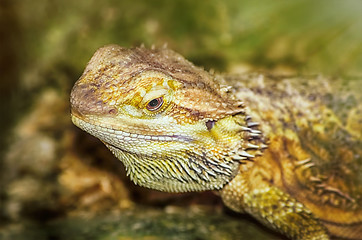 Image showing Central Bearded Dragon