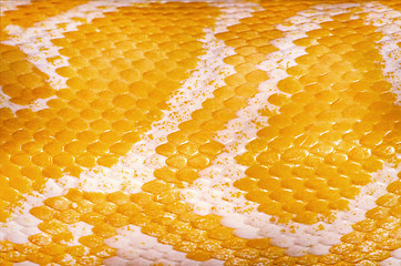 Image showing Yellow Python Skin