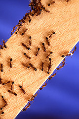 Image showing Fireants