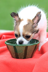 Image showing chihuahua in the grass