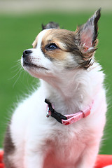 Image showing chihuahua in the grass