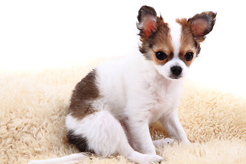 Image showing chihuahua is resting 