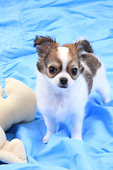 Image showing small chihuahua puppy 