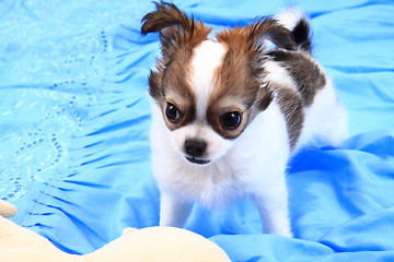 Image showing small chihuahua puppy 