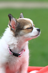 Image showing chihuahua in the grass