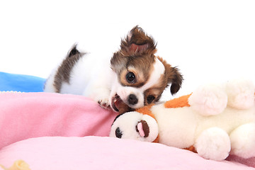 Image showing small chihuahua puppy 