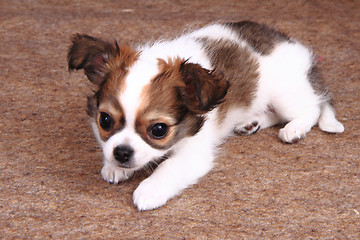 Image showing chihuahua is resting 