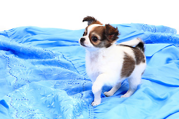 Image showing small chihuahua puppy 