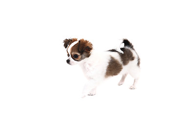 Image showing small chihuahua puppy 