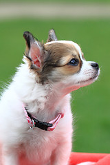 Image showing chihuahua in the grass