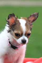 Image showing chihuahua in the grass