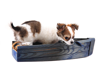 Image showing chihuahua is resting 