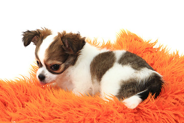 Image showing chihuahua is resting 