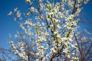 Image showing Cherry Blossoms 