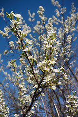 Image showing Cherry Blossoms 