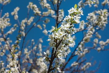 Image showing Cherry Blossoms 