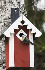 Image showing at the bird house