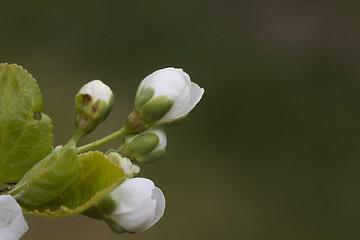 Image showing plum