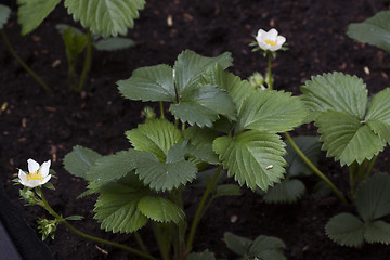 Image showing strawberry plants
