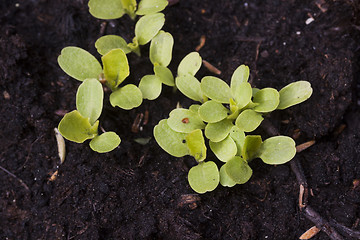 Image showing lettuce plants