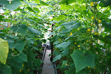 Image showing Plants of cucumber