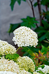 Image showing Hydrangea white with leaves