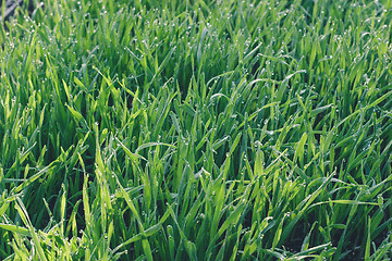 Image showing Fresh green wheat grass