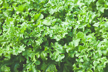 Image showing Close up of green lettuce