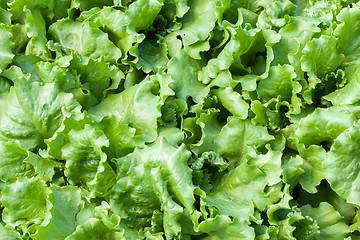 Image showing Close up of green lettuce