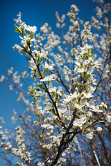 Image showing Cherry Blossoms 