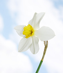 Image showing daffodil