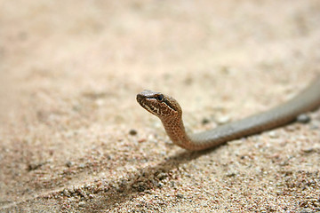 Image showing snake