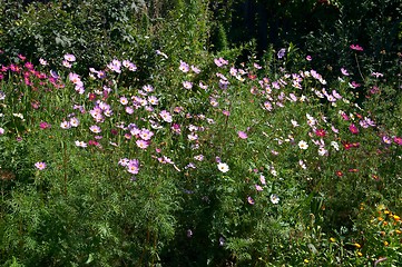 Image showing Flowers of garden