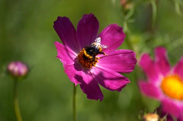 Image showing Flower with bumblebee