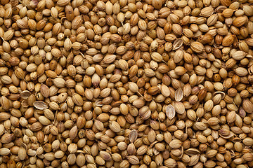 Image showing Coriander seeds