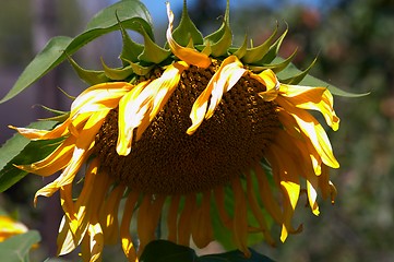 Image showing Sunflower