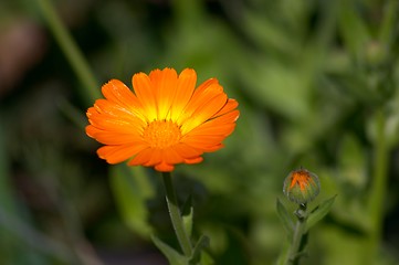 Image showing Calendula