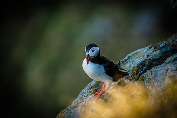 Image showing Atlantic Puffin