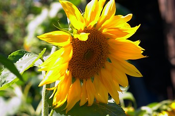 Image showing Sunflower